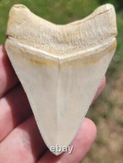Bone Valley Megalodon Shark Tooth Fossil Florida