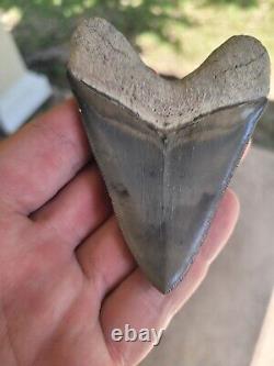 Bone Valley Megalodon Shark Tooth Fossil Florida
