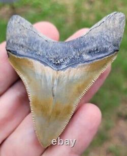 Bone Valley Megalodon Shark Tooth Fossil Florida 2 3/4