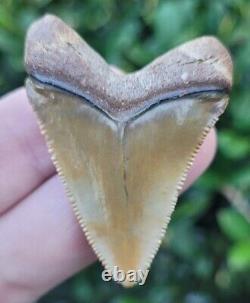 Bone Valley Megalodon Shark Tooth Fossil Hubbell