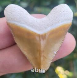 Bone Valley Megalodon Shark Tooth Fossil Hubbell