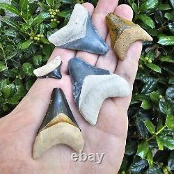 Bone Valley Megalodon Shark Tooth Fossil Lot Of 5