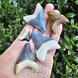 Bone Valley Megalodon Shark Tooth Fossil Lot Of 5