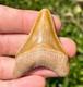 Bone Valley Megalodon Shark Tooth Fossil Nice Florida Sharks Teeth Serrated