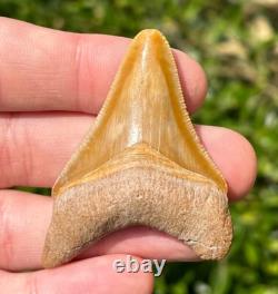 Bone Valley Megalodon Shark Tooth Fossil NICE Florida Sharks Teeth Serrated