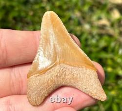 Bone Valley Megalodon Shark Tooth Fossil NICE Florida Sharks Teeth Serrated