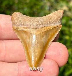 Bone Valley Megalodon Shark Tooth Fossil NICE Florida Sharks Teeth Serrated