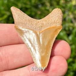 Bone Valley Megalodon Shark Tooth Fossil NICE Florida Sharks Teeth Serrated