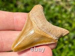 Bone Valley Megalodon Shark Tooth Fossil NICE Florida Sharks Teeth Serrated
