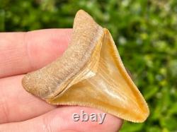 Bone Valley Megalodon Shark Tooth Fossil NICE Florida Sharks Teeth Serrated