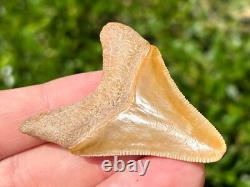 Bone Valley Megalodon Shark Tooth Fossil NICE Florida Sharks Teeth Serrated