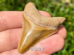 Bone Valley Megalodon Shark Tooth Fossil NICE Florida Sharks Teeth Serrated