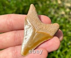 Bone Valley Megalodon Shark Tooth Fossil NICE Florida Sharks Teeth Serrated