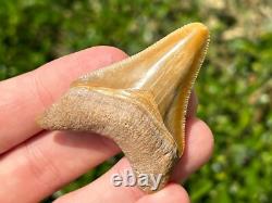 Bone Valley Megalodon Shark Tooth Fossil NICE Florida Sharks Teeth Serrated