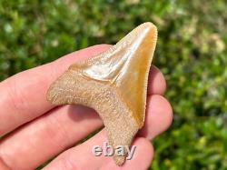 Bone Valley Megalodon Shark Tooth Fossil NICE Florida Sharks Teeth Serrated