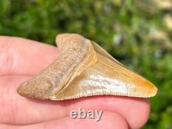 Bone Valley Megalodon Shark Tooth Fossil NICE Florida Sharks Teeth Serrated