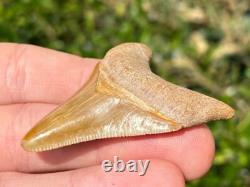 Bone Valley Megalodon Shark Tooth Fossil NICE Florida Sharks Teeth Serrated