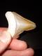 Bone Valley Megalodon Tooth Colorful