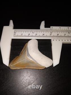 Bone Valley Megalodon Tooth Colorful