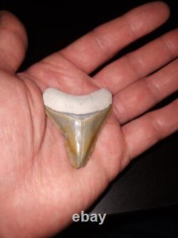 Bone Valley Megalodon Tooth Colorful