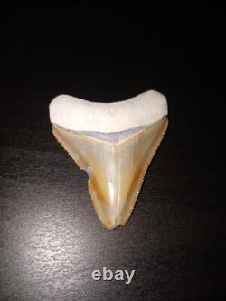 Bone Valley Megalodon Tooth Colorful