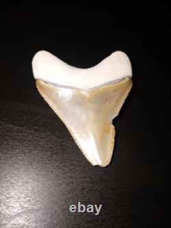 Bone Valley Megalodon Tooth Colorful