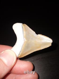 Bone Valley Megalodon Tooth Colorful