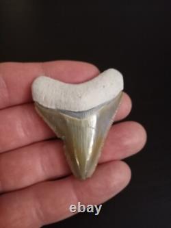 Bone Valley Megalodon Tooth Colorful