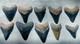 Bone Valley Region Megalodon Tooth Lot Very Colorful Group