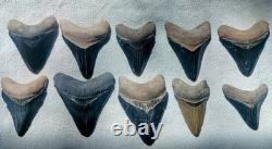Bone Valley Region Megalodon Tooth Lot Very Colorful Group