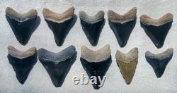Bone Valley Region Megalodon Tooth Lot Very Colorful Group