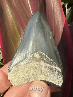 Bone valley megalodon shark tooth