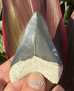Bone valley megalodon shark tooth