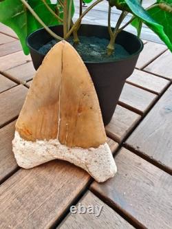 Broad profile 3.74 inch long x 2.91 inch wide Indonesian Megalodon tooth