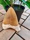 Broad Profile 3.74 Inch Long X 2.91 Inch Wide Indonesian Megalodon Tooth