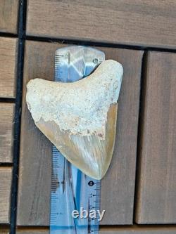 Broad profile 3.74 inch long x 2.91 inch wide Indonesian Megalodon tooth