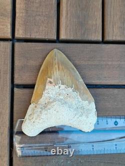 Broad profile 3.74 inch long x 2.91 inch wide Indonesian Megalodon tooth Broad profile 3.74 inch long x 2.91 inch wide Indonesian Megalodon tooth