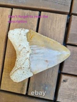 Broad profile 3.74 inch long x 2.91 inch wide Indonesian Megalodon tooth