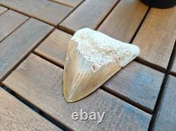 Broad profile 3.74 inch long x 2.91 inch wide Indonesian Megalodon tooth