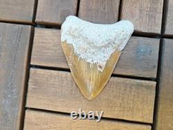Broad profile 3.74 inch long x 2.91 inch wide Indonesian Megalodon tooth