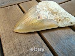 Broad profile 3.74 inch long x 2.91 inch wide Indonesian Megalodon tooth