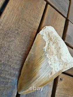 Broad profile 3.74 inch long x 2.91 inch wide Indonesian Megalodon tooth