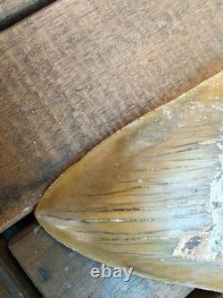 Broad profile 3.74 inch long x 2.91 inch wide Indonesian Megalodon tooth