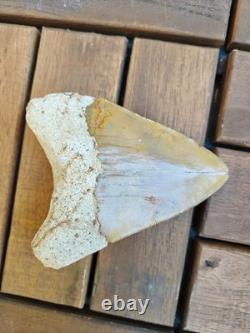 Broad profile 3.74 inch long x 2.91 inch wide Indonesian Megalodon tooth
