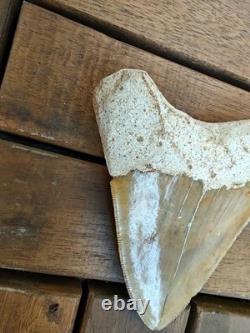 Broad profile 3.74 inch long x 2.91 inch wide Indonesian Megalodon tooth