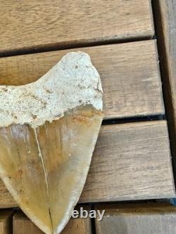 Broad profile 3.74 inch long x 2.91 inch wide Indonesian Megalodon tooth