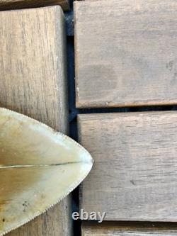 Broad profile 3.74 inch long x 2.91 inch wide Indonesian Megalodon tooth