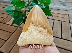 Broad profile 3.74 inch long x 2.91 inch wide Indonesian Megalodon tooth