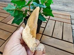 Broad profile 3.74 inch long x 2.91 inch wide Indonesian Megalodon tooth