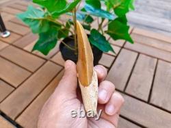 Broad profile 3.74 inch long x 2.91 inch wide Indonesian Megalodon tooth